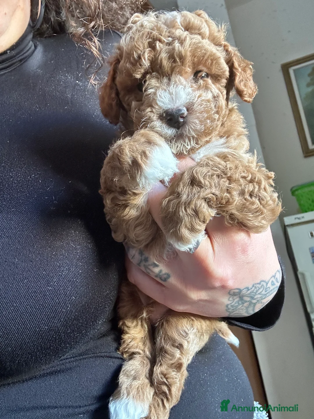 Barboncino Toy cani in vendita: Barboncini toy - Annuncio 7