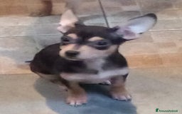 Pinscher Tedesco cani in vendita: Vendo - Immagine 4