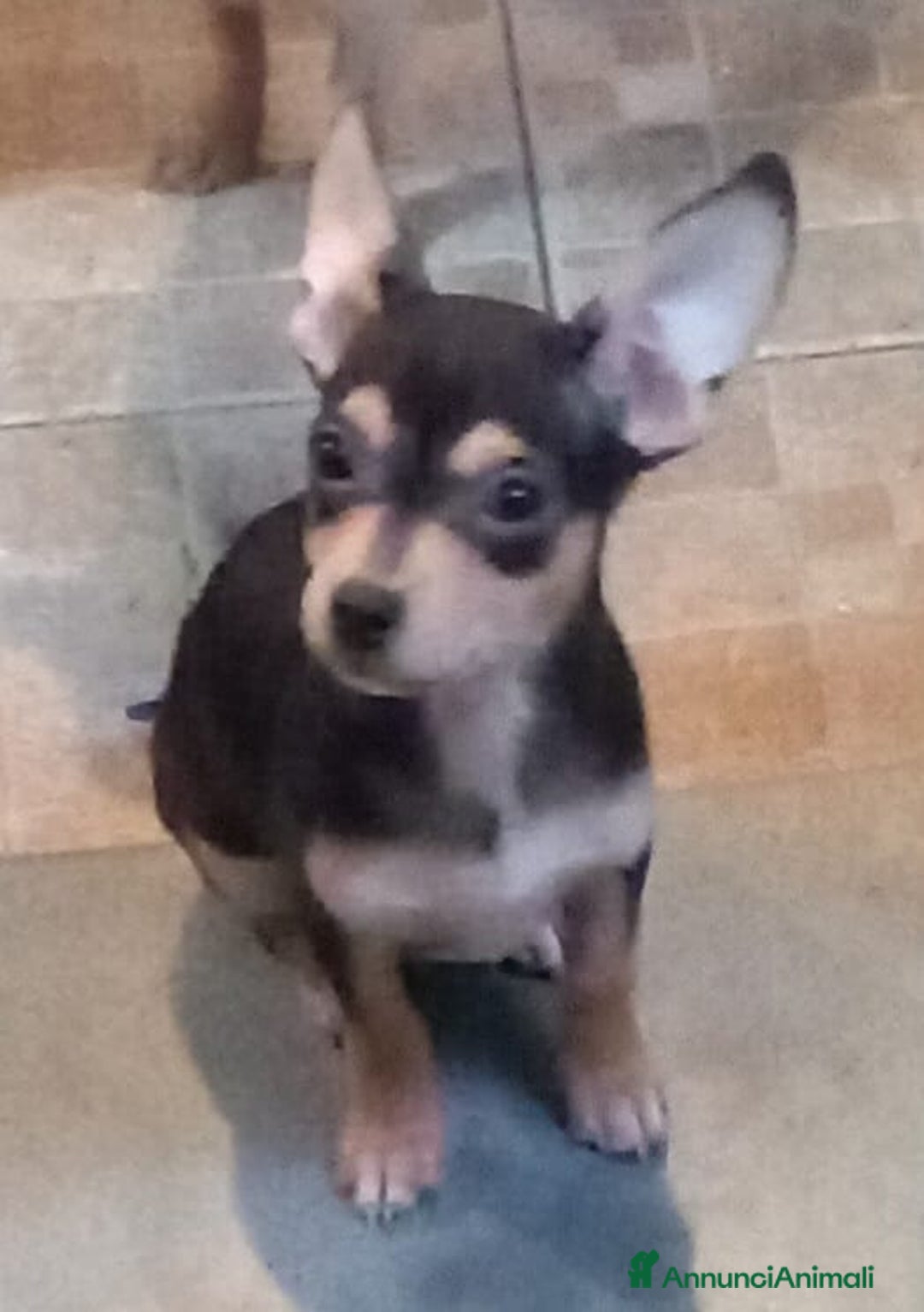 Pinscher Tedesco cani in vendita: Vendo - Immagine 4