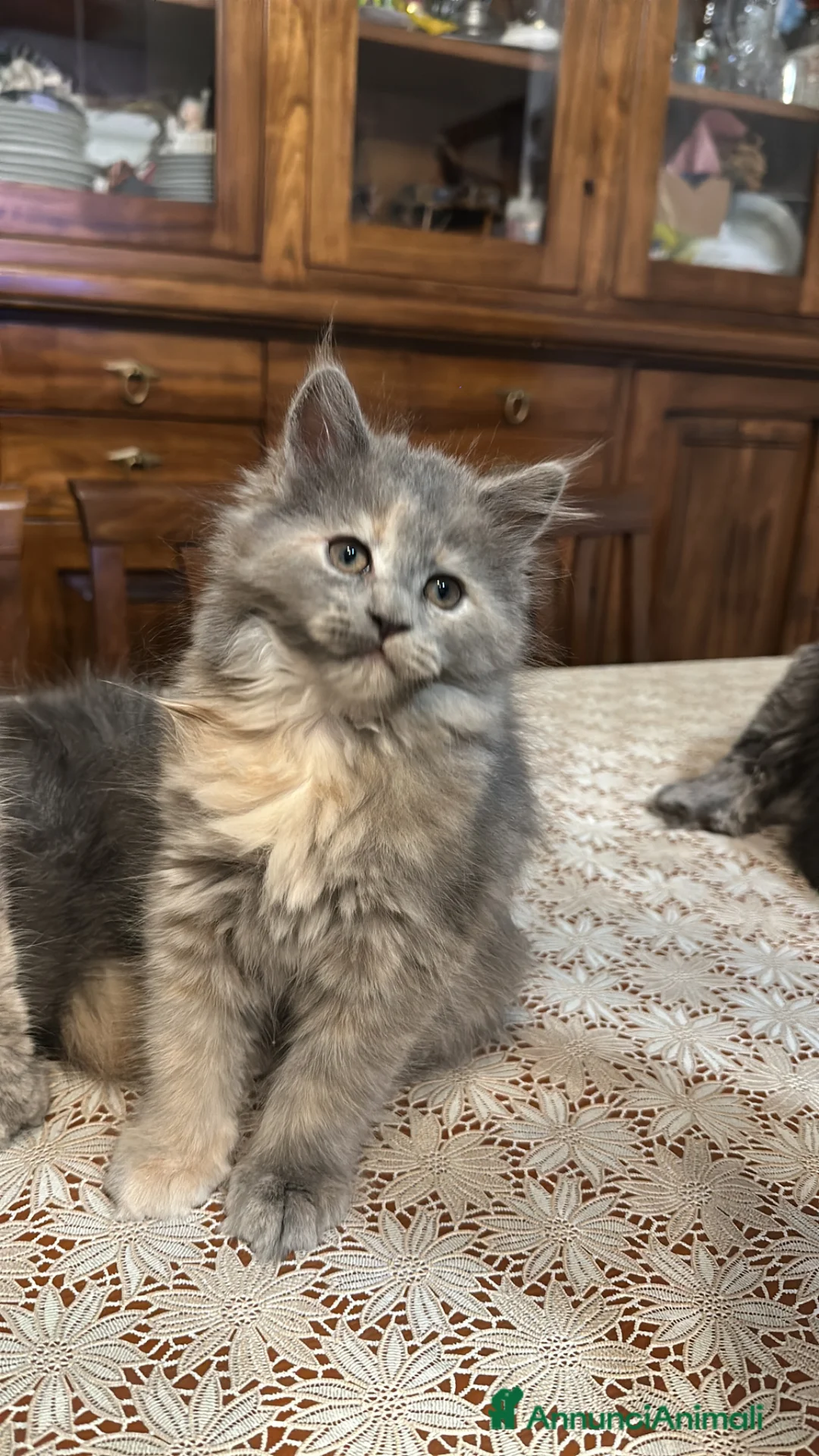 Persiano gatti in vendita: Persisno - Annuncio 1