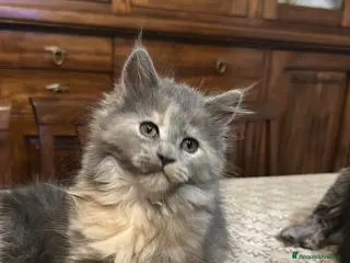 Persiano gatti Persisno - Annuncio 36