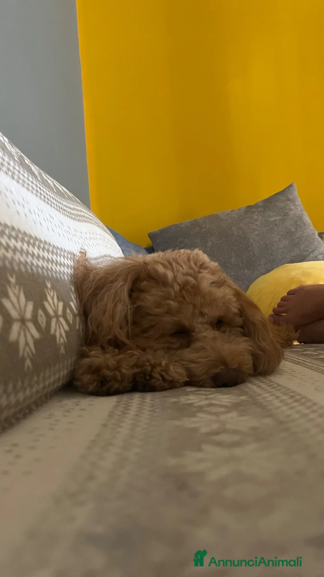 Barboncino Toy cani per accoppiamento: Barboncino toy per accoppiamento a Ente di decentramento regionale di Udine - Annuncio 4