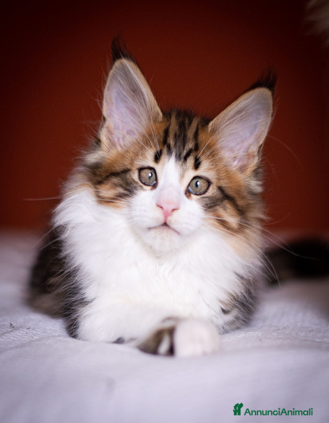 Maine Coon gatti Gattino perfetto dall'alevamento Mainemarie - Annuncio 3