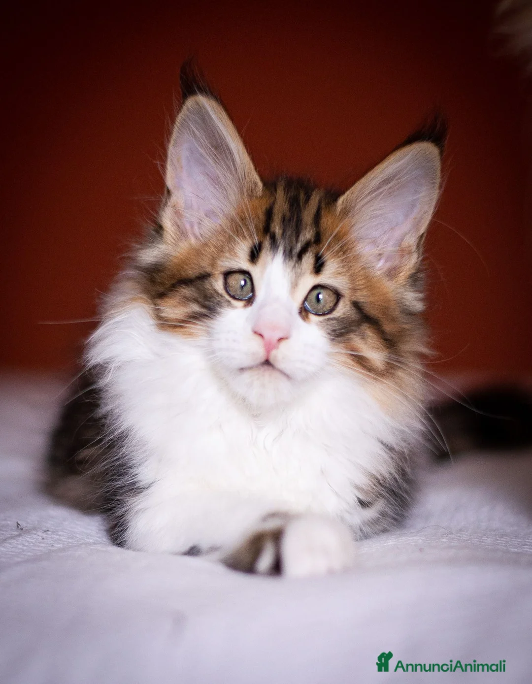 Maine Coon gatti in vendita: Gattino perfetto dall'alevamento Mainemarie - Annuncio 1