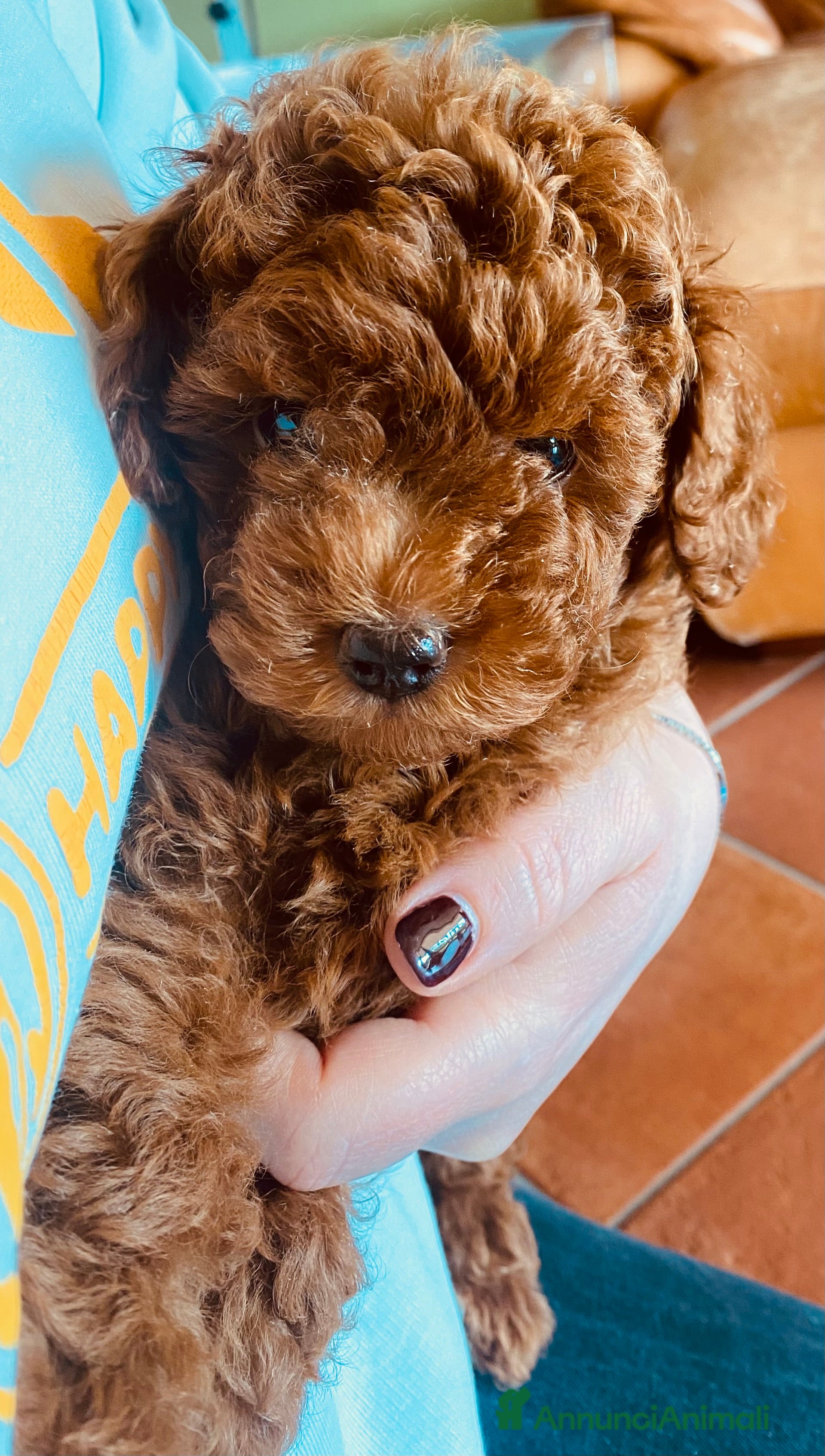 Barboncino Toy cani Barboncini toy - Annuncio 1