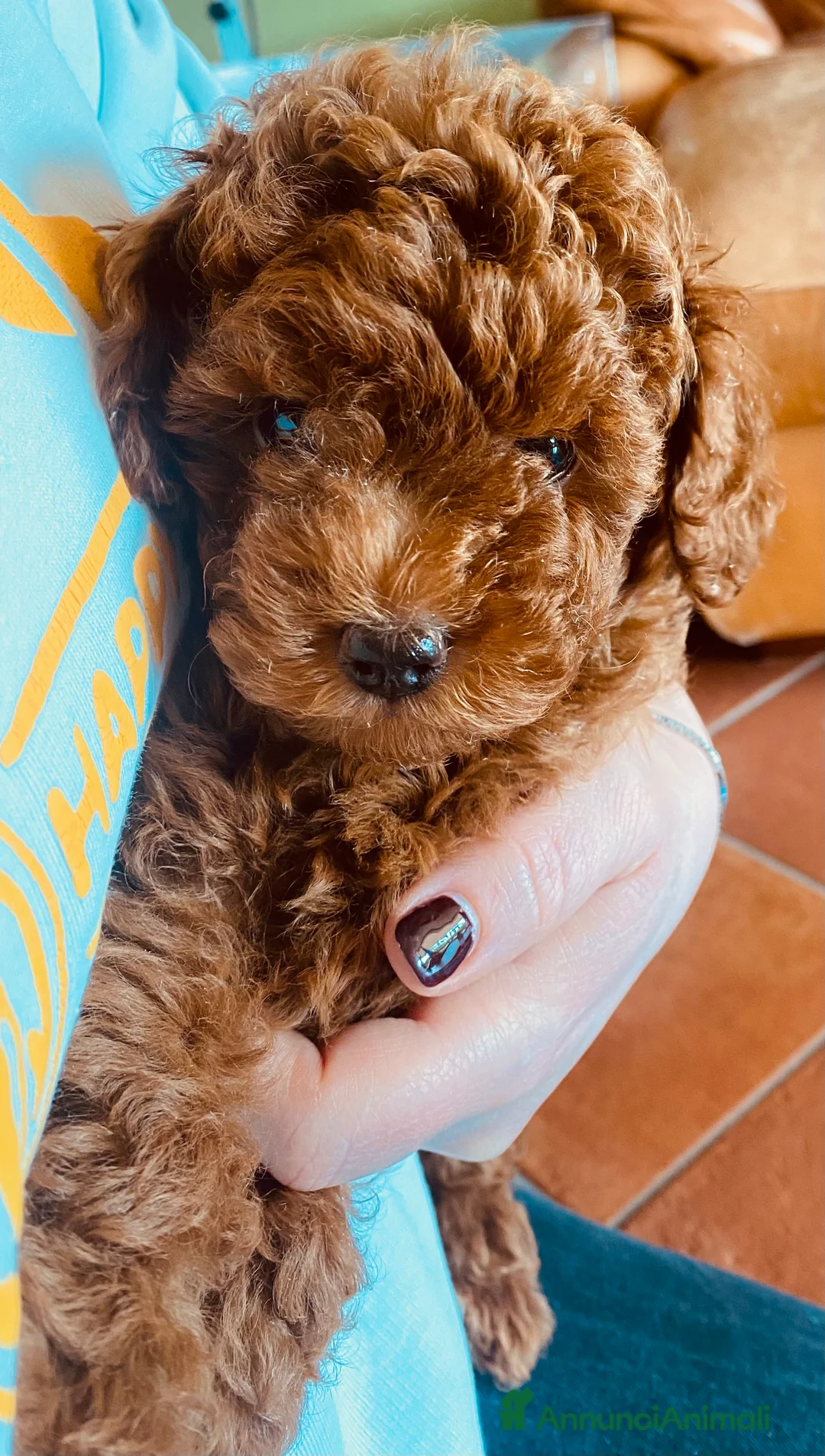 Barboncino Toy cani in vendita: Barboncini toy - Annuncio 1