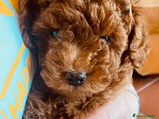 Barboncino Toy cani Barboncini toy - Annuncio 1