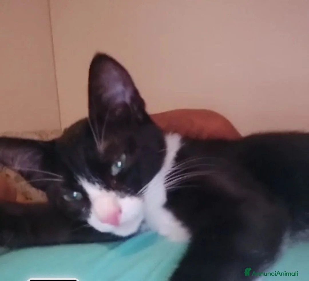 Meticcio gatti in regalo: Kitty quasi 5mesi le manca 1piedinoSOS CASA MILANO - Annuncio 2