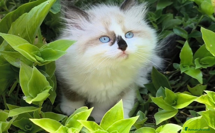Ragdoll gatti a Città metropolitana di Roma Capitale - Annuncio 13