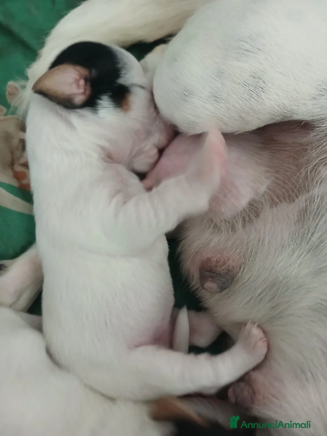 Jack Russell cani in vendita: Gek russel  i  toy - Annuncio 2