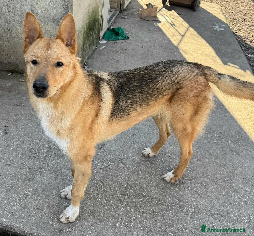 Meticcio cani in regalo: Loris 1 anno mix pastore tedesco  - Annuncio 1