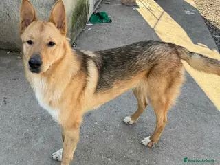 Meticcio cani Loris 1 anno mix pastore tedesco - Annuncio 13