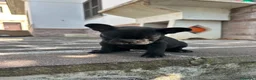 Bulldog Francese cani in vendita: bulldog francese nero tigrato  - Annuncio 7