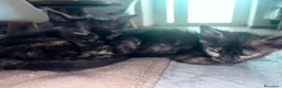 Europeo gatti in regalo: In regalo gattini europei - Annuncio 5