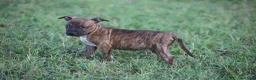 Pitbull cani in vendita: Cuccioli Pit Bull con pedigree anche a rate - Annuncio 29