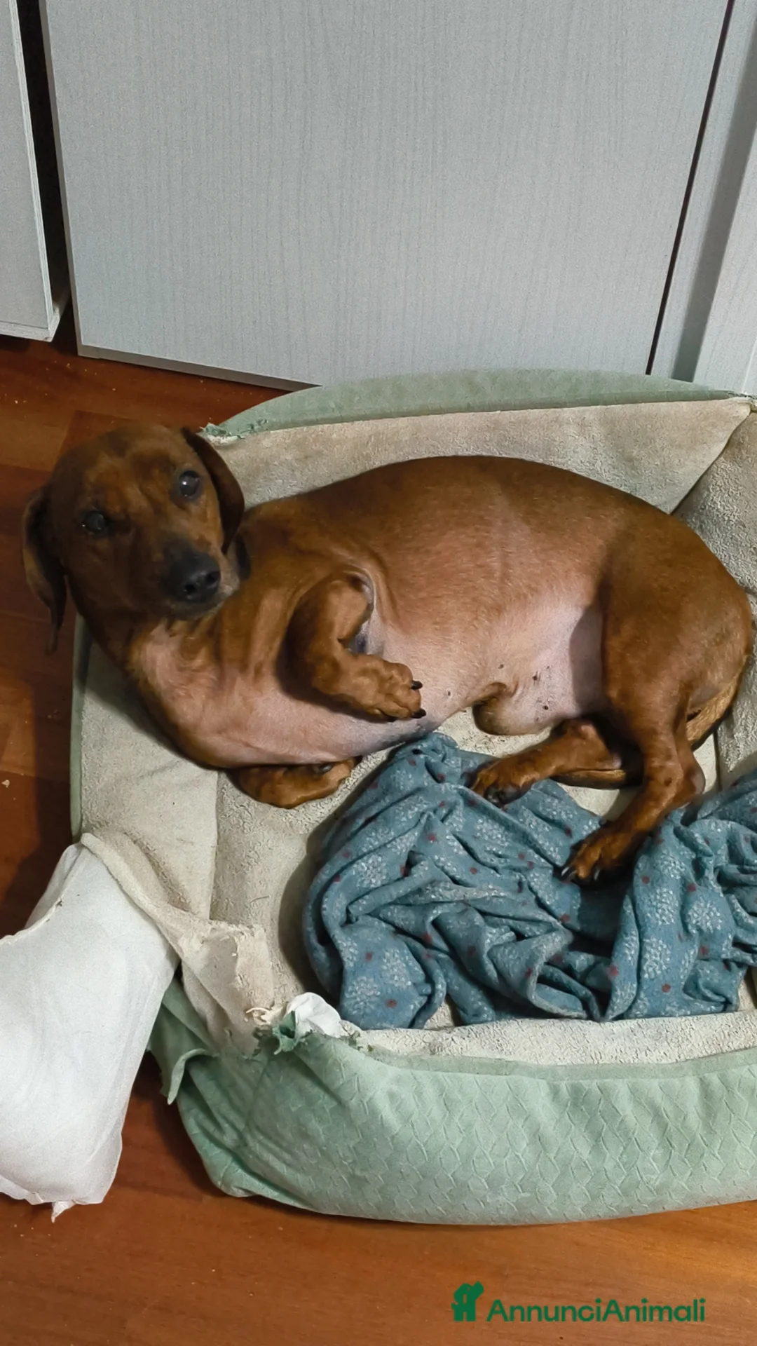 Bassotto cani per accoppiamento: Monta a Città Metropolitana di Bologna - Annuncio 3