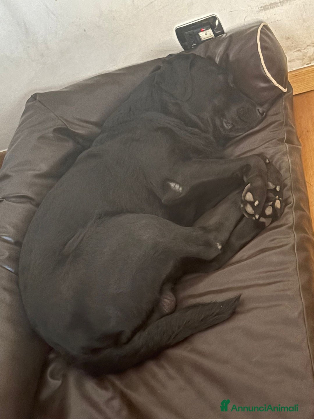 Labrador cani per accoppiamento: Eugenio cerca moglie - Annuncio 3