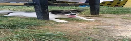 Meticcio cani in regalo: Lilo piccola taglia coccolone a Provincia di Padova - Annuncio 1