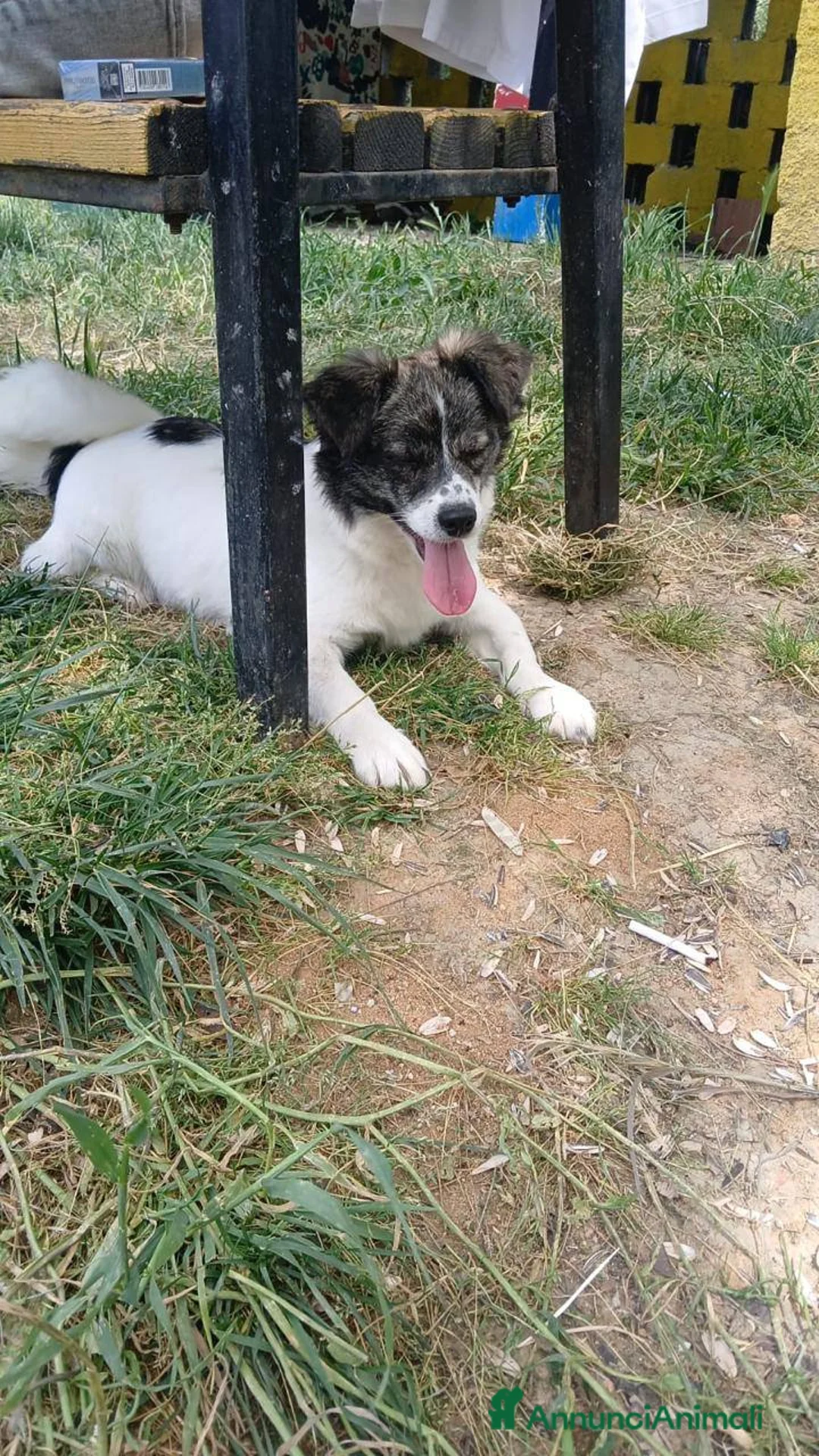 Meticcio cani in regalo: Lilo piccola taglia coccolone a Provincia di Padova - Annuncio 1