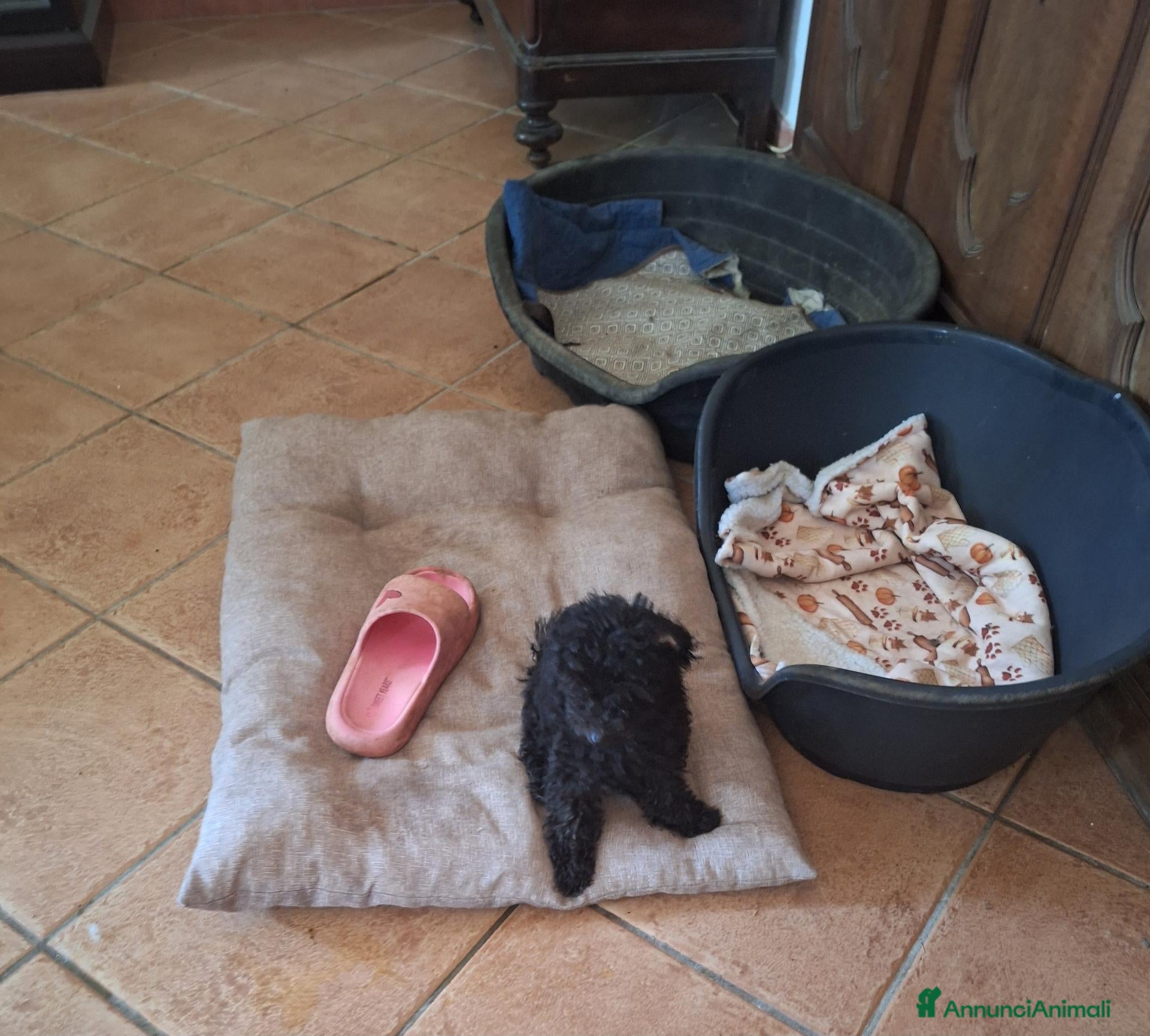Barboncino cani Barboncino toy  - Annuncio 13