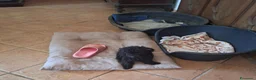 Barboncino cani in vendita: Barboncino toy  - Annuncio 1