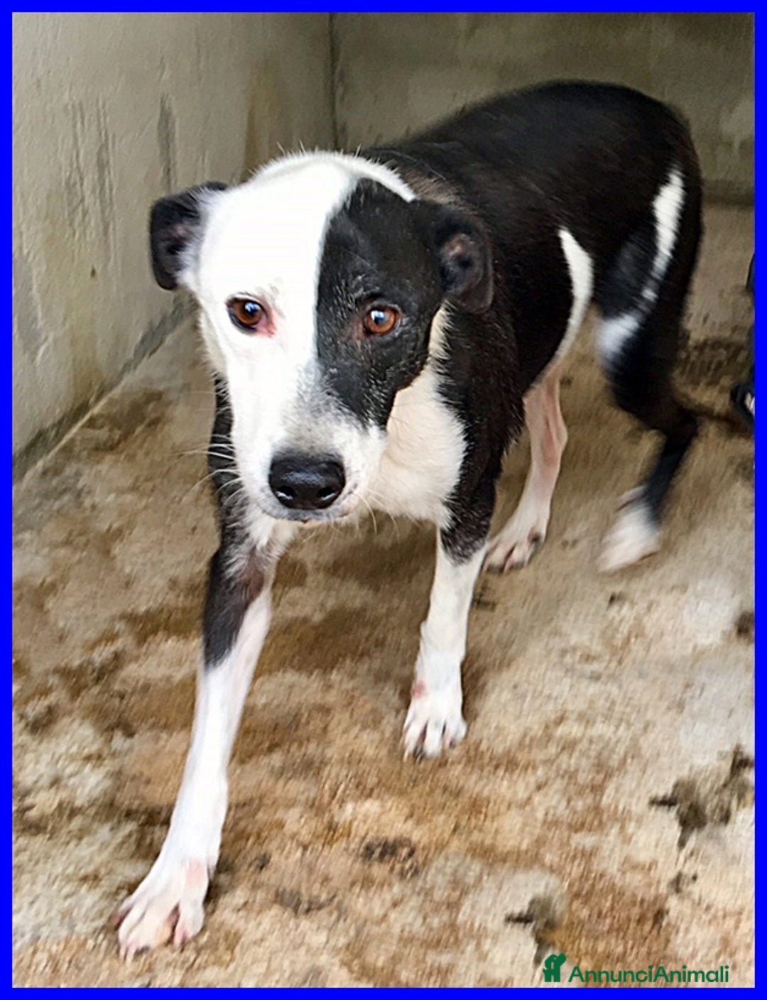 Meticcio cani in regalo: HALF  dolce, buffo nonnino - Annuncio 2