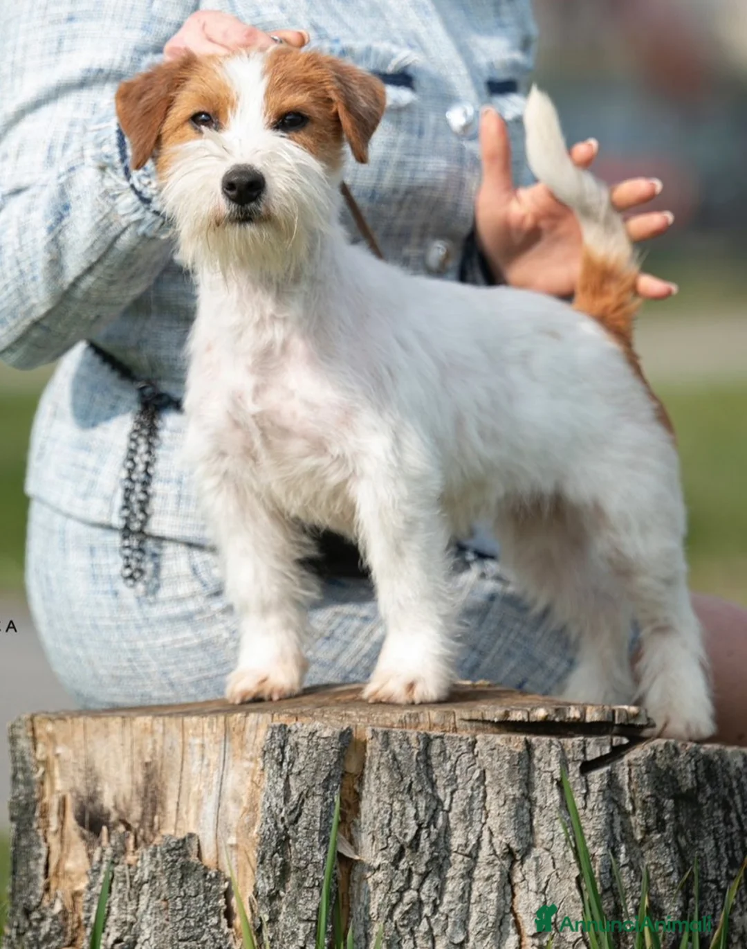 Jack Russell cani in vendita: Jack Russell  - Annuncio 2