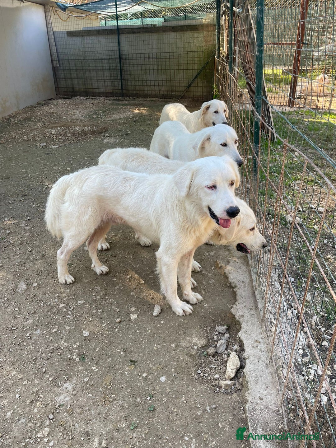 Meticcio cani in regalo: IL MERAVIGLIOSO OSLINO - Annuncio 4