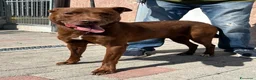 Meticcio cani in regalo: CARAMELLO BELLISSIMO  - Annuncio 8