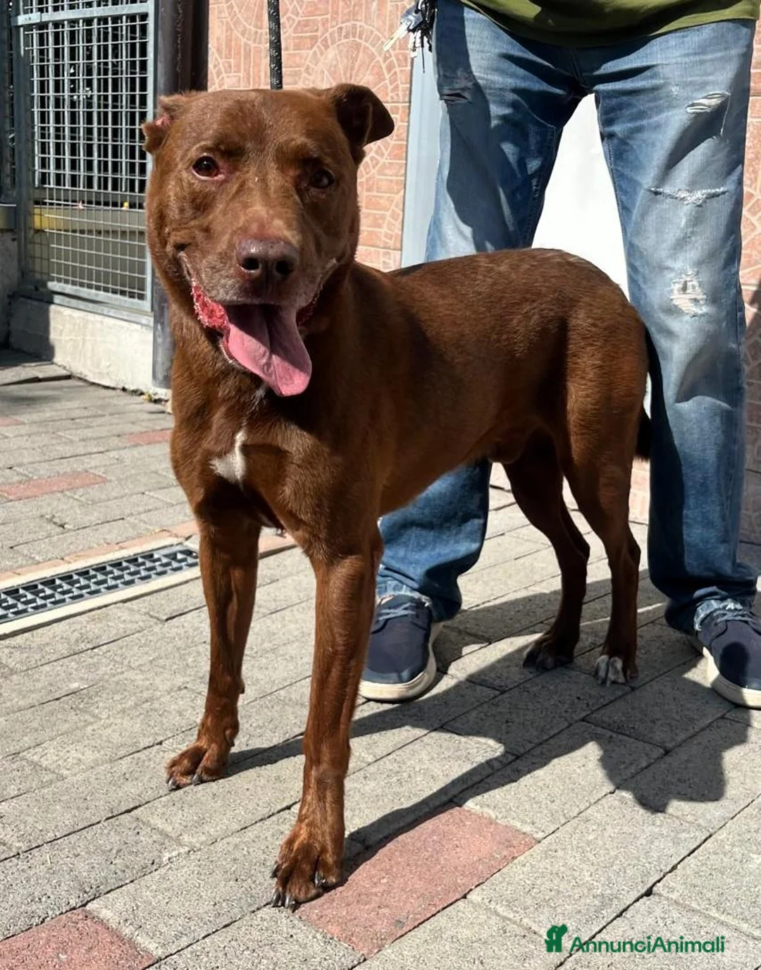 Meticcio cani in regalo: CARAMELLO BELLISSIMO  - Annuncio 8