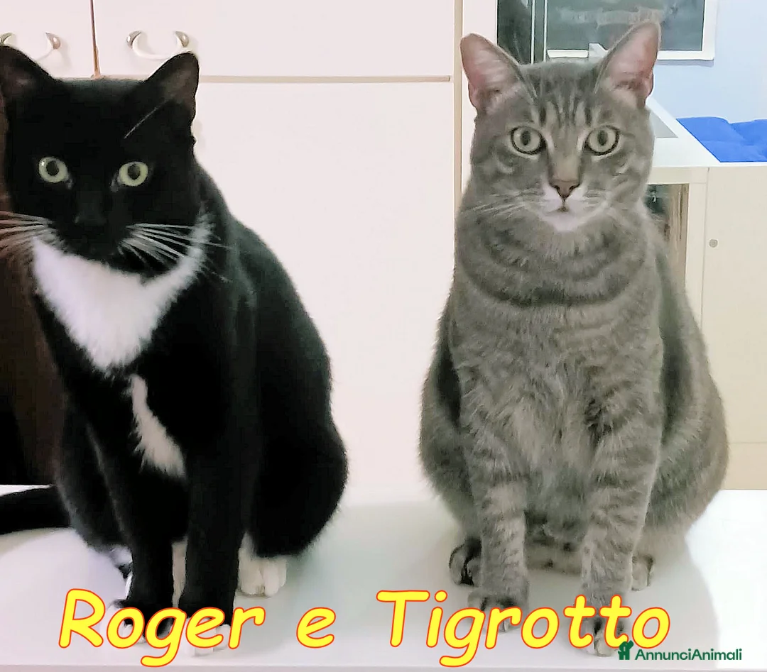 Europeo gatti in regalo: TIGROTTO E ROGER SONO RIMASTI SOLO AL MONDO - Annuncio 1