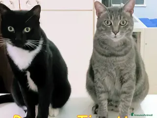 Europeo gatti TIGROTTO E ROGER SONO RIMASTI SOLO AL MONDO - Annuncio 26