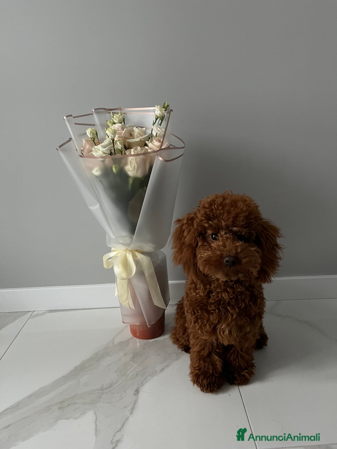 Barboncino cani in vendita: Barboncini fulvi toy e nani con Pedigree - Annuncio 3