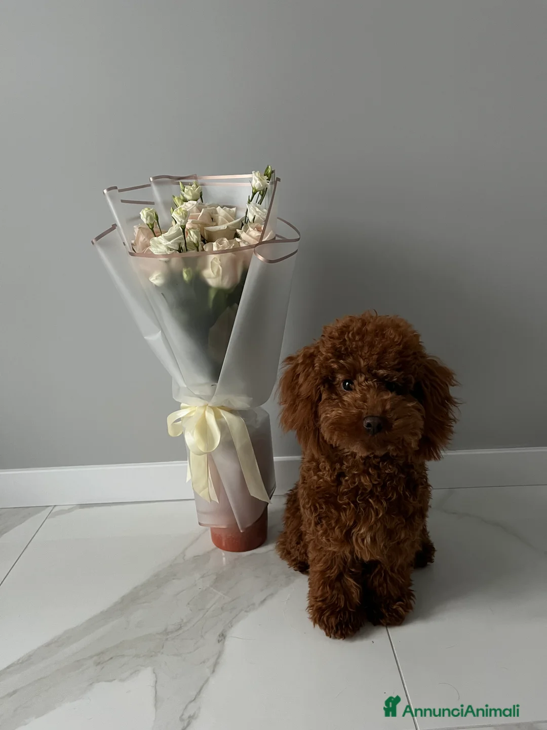 Barboncino cani in vendita: Barboncini fulvi toy e nani con Pedigree - Annuncio 7