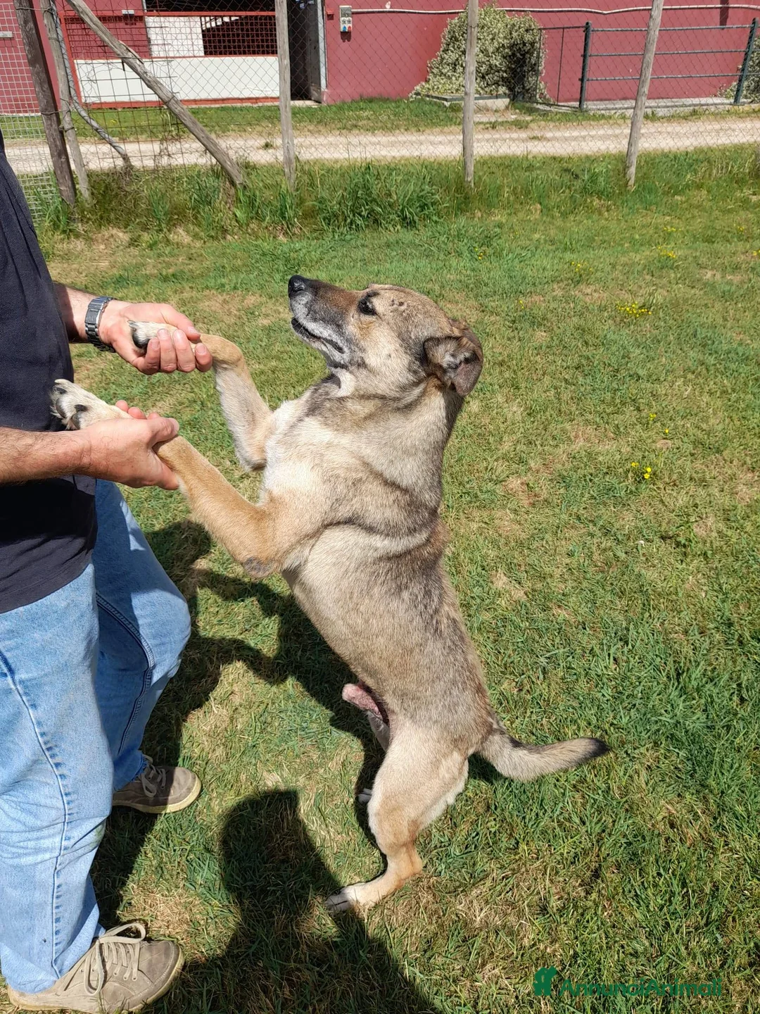 Meticcio cani in regalo: FRANZ, regaliamogli un futuro - Annuncio 12