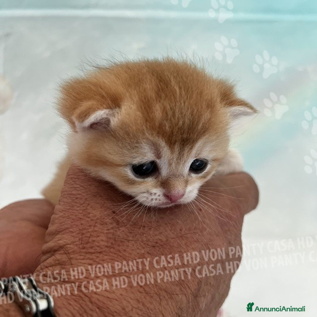 British gatti in vendita: Cuccioli British Shorthair  - Annuncio 12