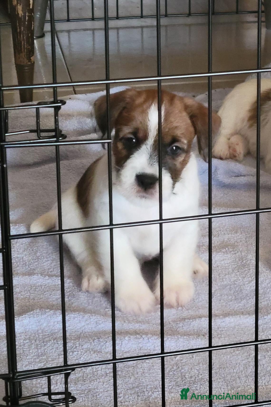 Jack Russell cani in vendita: Cucciolo maschio - Annuncio 23