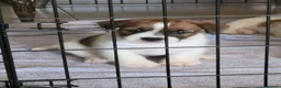 Jack Russell cani in vendita: Cucciolo maschio a Città metropolitana di Roma Capitale - Annuncio 1