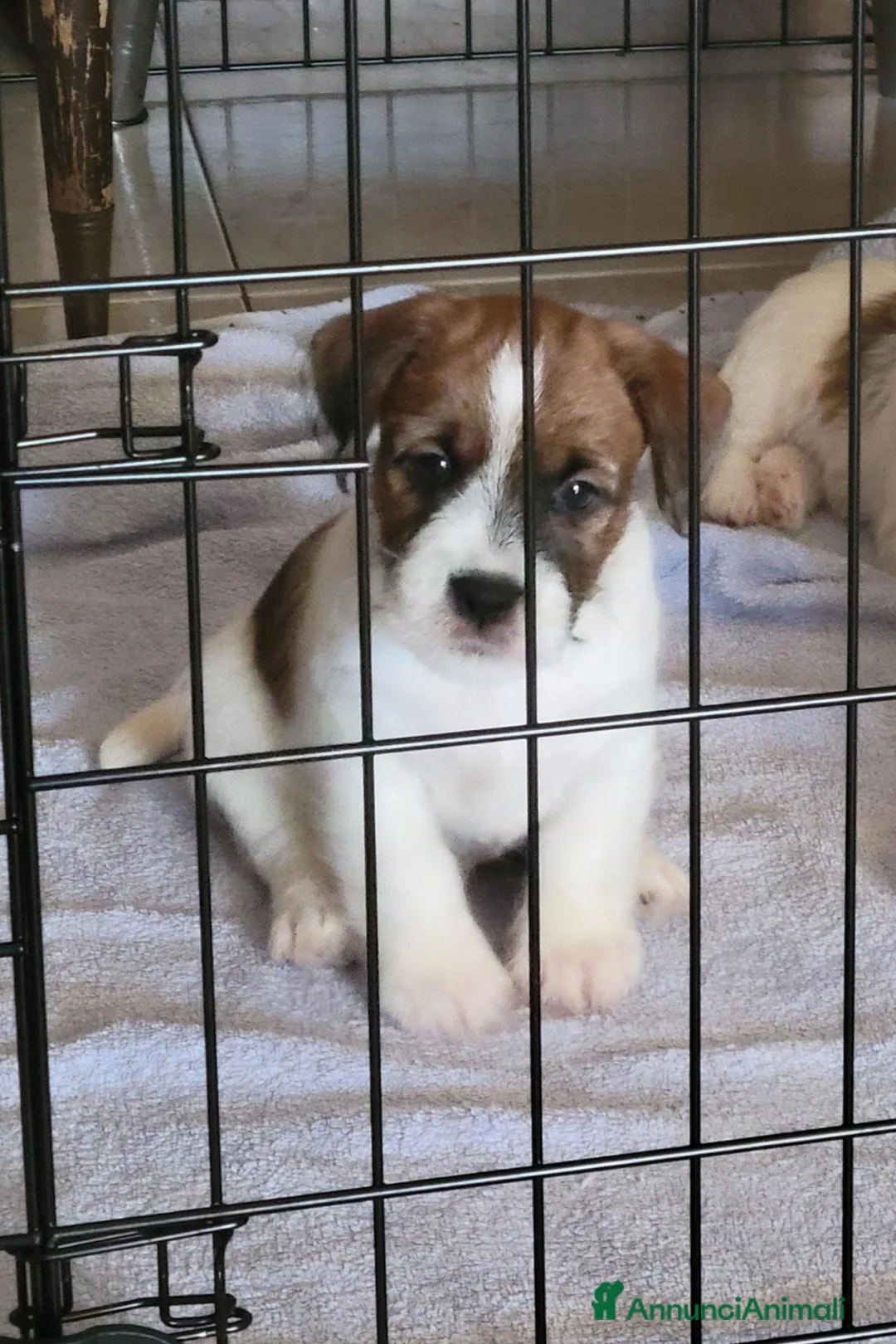 Jack Russell cani in vendita: Cucciolo maschio a Città metropolitana di Roma Capitale - Annuncio 1