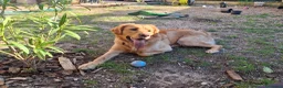 Meticcio cani in regalo: Regalo meticcio Labrador - Annuncio 1