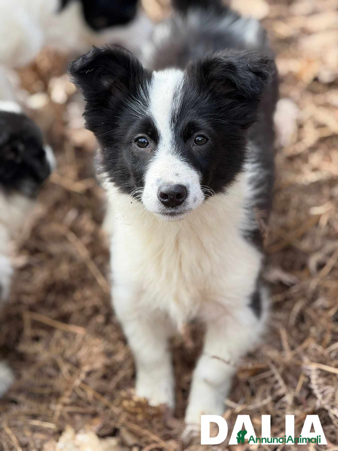 Border Collie cani DALIA, cucciola spaventata! MIX BORDER COLLIE - Annuncio 25