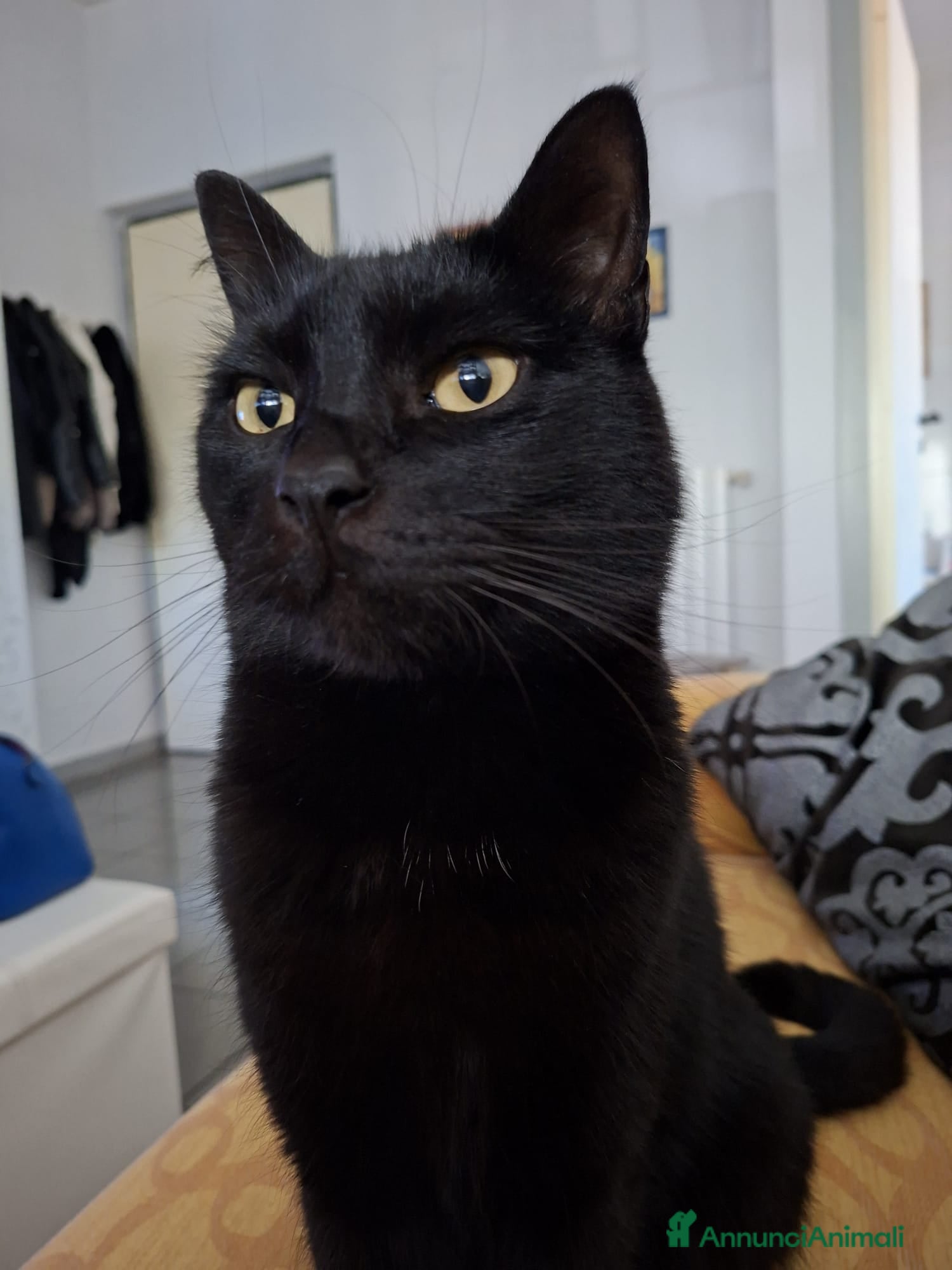Meticcio gatti GATTO NERO  - Annuncio 8