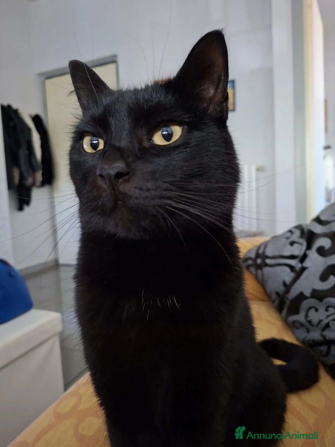 Meticcio gatti in regalo: GATTO NERO  a Provincia di Crotone - Annuncio 1