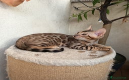 Bengala gatti in vendita: Maschietto & Feminuccia 🥰 - Annuncio 4