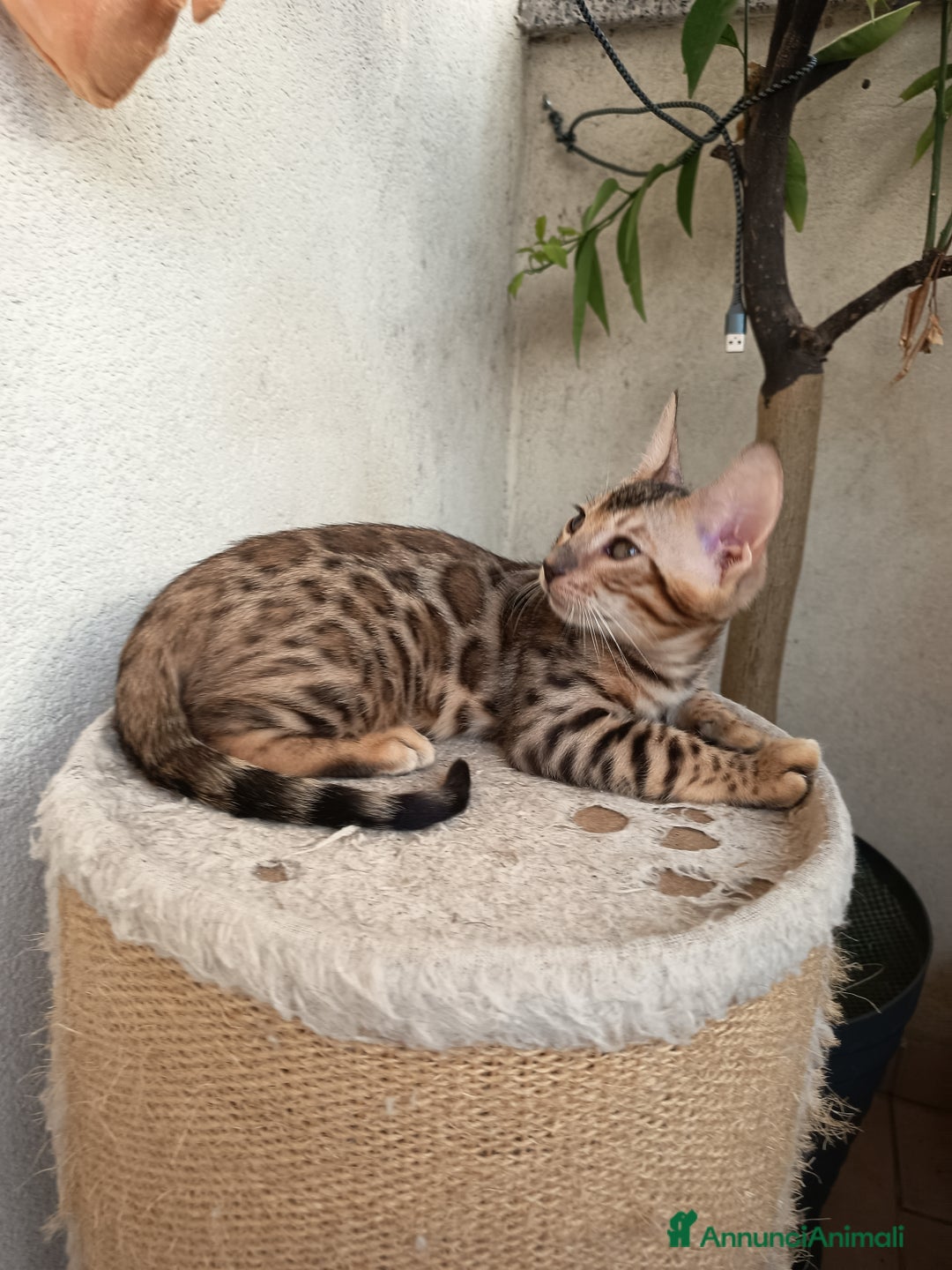 Bengala gatti in vendita: Maschietto & Feminuccia 🥰 - Annuncio 4