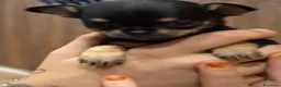 Chihuahua cani in vendita: Splendidi Cuccioli di chihuahua  - Annuncio 5