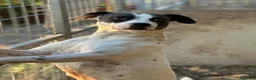 Meticcio cani in regalo: Fiorella: energia pura, bontà infinita  - Annuncio 6