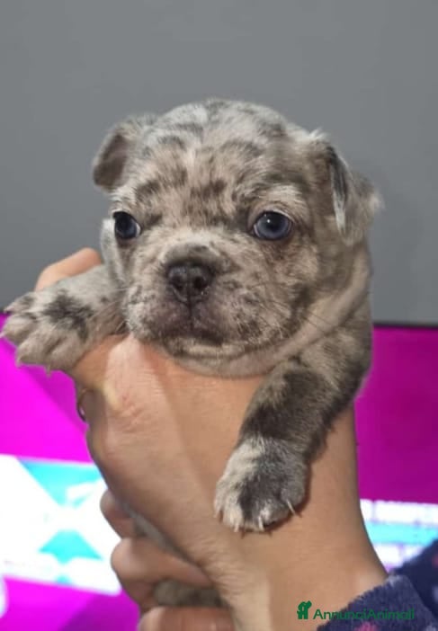 Bulldog Francese cani Cuccioli di bulldog francesi - Annuncio 15