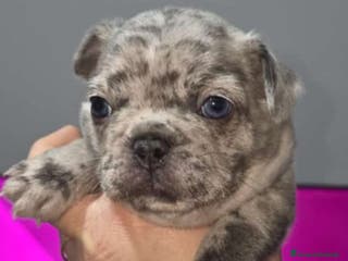 Bulldog Francese cani Cuccioli di bulldog francesi - Annuncio 17