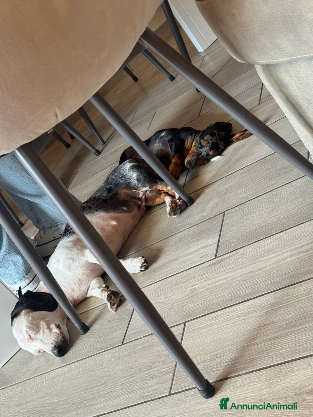 Bassotto cani in vendita: Vendo Bassotta Arlecchina Silver Femmina - Annuncio 2